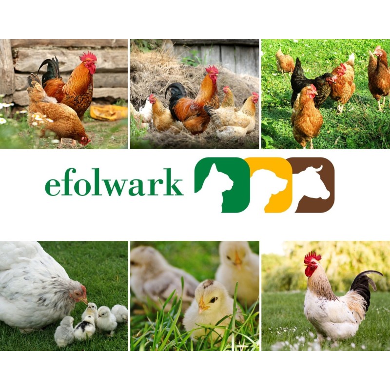 Dolfos, Dolmix DN, witaminy dla kur, 2,5 kg